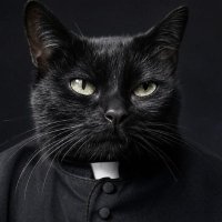 Скажений Котяра (@nnkirpach) 's Twitter Profile
