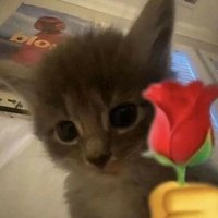 Sinemless🇹🇷 (@sinemless1) 's Twitter Profile Photo Sinemless🇹🇷 (@sinemless1) 's Twitter Profile Photo