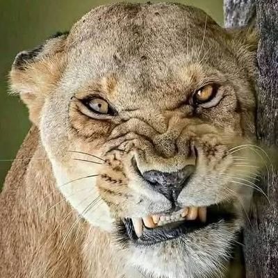 odiolarubentus7's profile picture. 