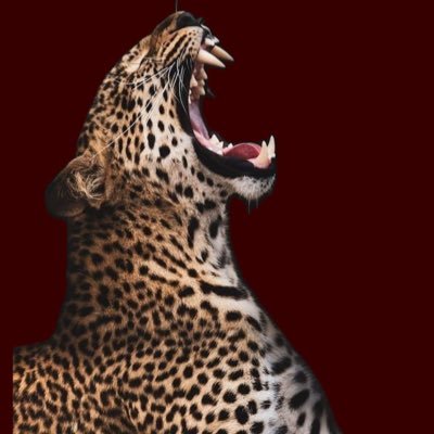 higherrbeing's profile picture. mind ya bidness  🪼