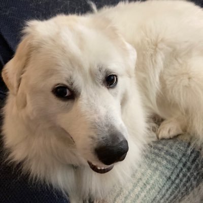 MaisieDog2020's profile picture. 