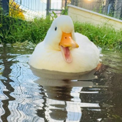 Kin_Momo_Duck's profile picture. 