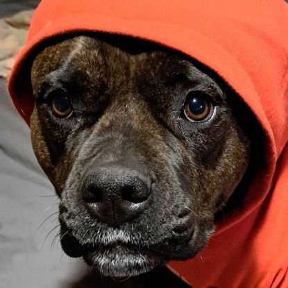 AmericanBleskop's profile picture. A Soutie living the American Dream
If you want to be an ass, expect me to reciprocate 
I don't always reply, but when I do I'm bad
Don't even try with crypto!