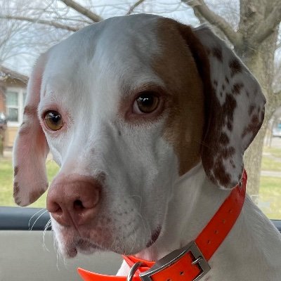 StreamUrchin's profile picture. 