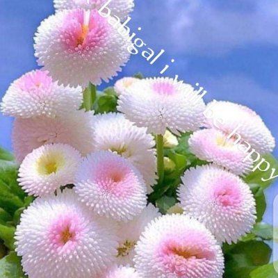 adventpo's profile picture. 