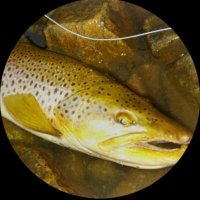 シンFly-uk (@sculpinolive2) 's Twitter Profile