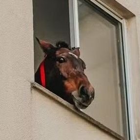 pretocin0's profile picture. apenas um rapaz latino americano agradecido ao elon musk herói nacional