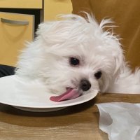 社会のストレスに効く犬 (@ofu_ofu__) 's Twitter Profile Photo