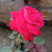 Naveed Ahmed (@naveedahmed810) 's Twitter Profile