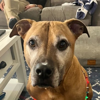 NewEnglandah4's profile picture. I’m mostly just here to see cute dog pictures *Tweets are my own*