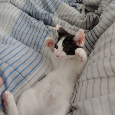 meowmeow64736's profile picture. Name kitty. three yearce olde! I liek slop treats and mine mommy 🩷