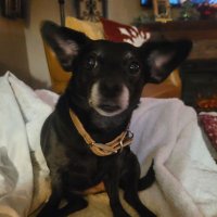 Dibbs (@dibbs1962) 's Twitter Profile