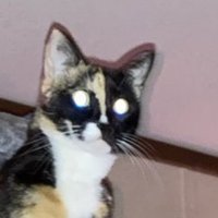 NYAKENARK (@nyakenark) 's Twitter Profile Photo