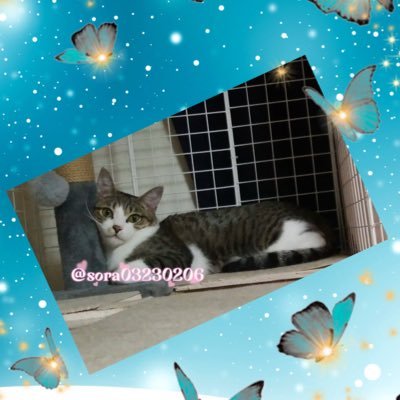 そら♂ 寂しがり屋のやんちゃボーイ 猫界のアイドルを目指して修行中!! 僕の事をいっぱい応援してほしいにゃ🐾 無言フォローごめんにゃさいにゃ😞パパさんとママさんの踊ってみたアカはこちら→@smt_0919