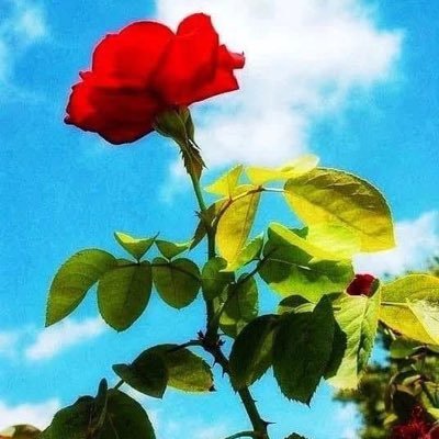 AkbaraliMoriya's profile picture. 