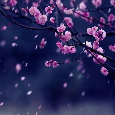 nunu19852006's profile picture. sub