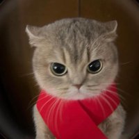 Senti (@ogsenti) 's Twitter Profile Photo Senti (@ogsenti) 's Twitter Profile Photo