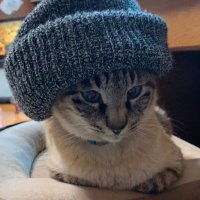 猫を探しています (@qxko0wbjqp83164) 's Twitter Profile Photo 猫を探しています (@qxko0wbjqp83164) 's Twitter Profile Photo