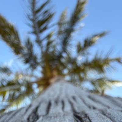 wolfoman12's profile picture. 