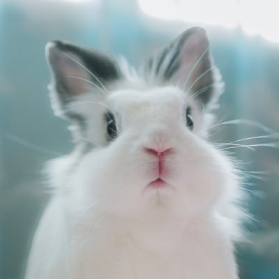三角の黒耳でクロミちゃん似のラプ♀(2015年12月生まれ)眉毛模様でイケうさのちょび♂(2015年4月生まれ)とっても仲良しでラブラブなミニウサギの2ぴょんです💗