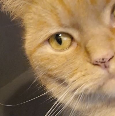 🏴
Hi I like to share photos of my cat and dog!
Be nice : )
ginny 2022 may 4
sparky 2023april 15