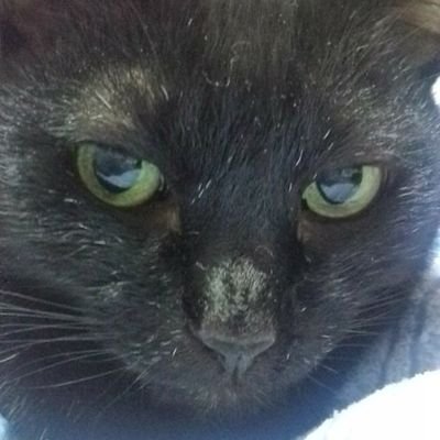 satoko0928's profile picture. No Cats, No Life🐱🐾/アルビレックス新潟⚽　　　　　　　　　 　　　　　寝ても覚めても猫とアルビ