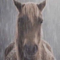 che (shtwt) (@skibidfe) 's Twitter Profile