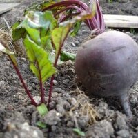 Beet Root (@btroot) 's Twitter Profile