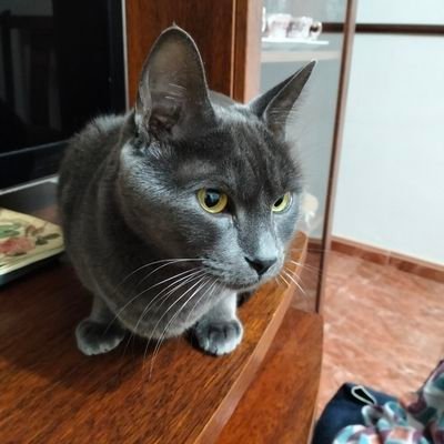 Manu___Flores's profile picture. 