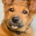 MAX THE DOG (@maxthedogsol) Twitter profile photo MAX THE DOG (@maxthedogsol) Twitter profile photo