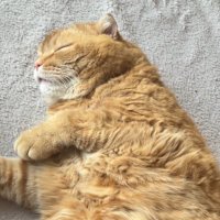 みょ (@myonroller) 's Twitter Profile