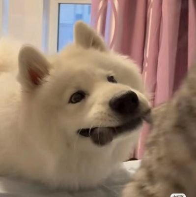 sdlyyyyyyy's profile picture. 登們互關，pls follow each other，only fayeyoko，求求了別取關，傷🐀啊