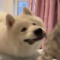 sdlyy🇨🇳 (@sdlyyyyyyy) 's Twitter Profile