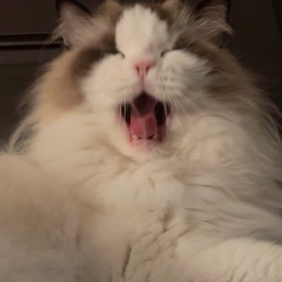 Firmiana_w's profile picture. only for fayo