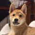 柴犬 晴(はる) (@halu_biyori) Twitter profile photo 柴犬 晴(はる) (@halu_biyori) Twitter profile photo