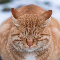 国華山 高龍寺 (@hakodatekoryuji) 's Twitter Profile Photo 国華山 高龍寺 (@hakodatekoryuji) 's Twitter Profile Photo