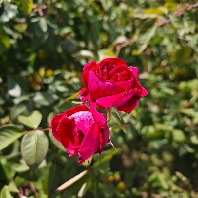 jlplant123's profile picture. 