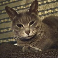 ちぃ🐱🇨🇭 (@toutoineko) Twitter profile photo