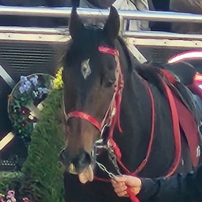 でん同士?すうりす?ノピりあ?仔音子?霊感もち?マスメイト?ぽちっこ? 全部だよ! 競馬も見るよ(推し馬:エヒト、ソウルラッシュ) てらめたる学園しか勝たん