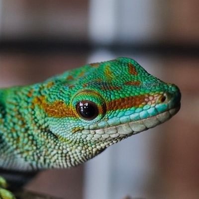 tommytommietom's profile picture. just post whatever I want