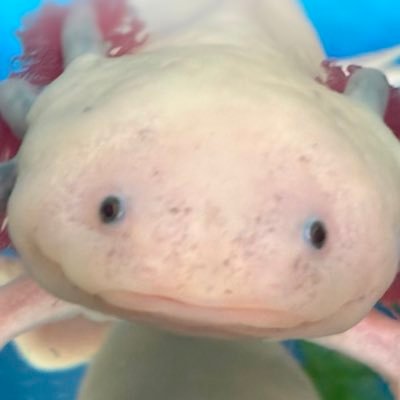 最近アクアリウムを始めました。 ベタ ウーパールーパー コリドラス等を飼育しています。 よろしくお願いします