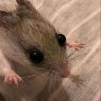 LoreVis (@lorevis0) 's Twitter Profile