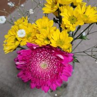 ガーベラ🌻 (@tomoko0913natu1) 's Twitter Profile