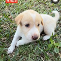 สาวแท้รับงาน (@titipontitip) 's Twitter Profile