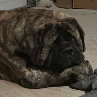 Bigdogmom (@bigdogmom2022) 's Twitter Profile