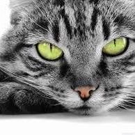 Котяра-Санкт-Петербург-A cat from St. Petersburg (@kotyaravesel) 's Twitter Profile
