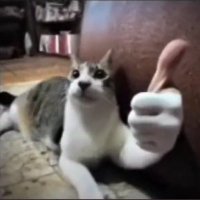 vinagrete (@mcooos) 's Twitter Profile