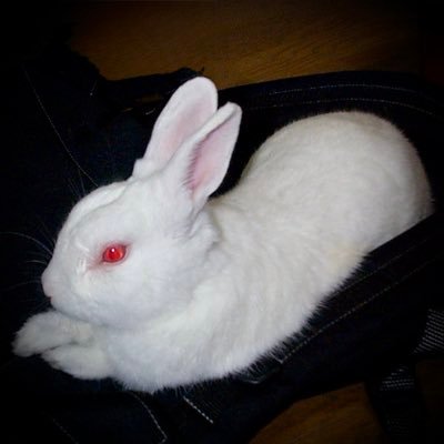 photog_daiki's profile picture. 主に東京都内でいろいろ撮ってます。最近は花鳥多めです。動画はYouTubeにアップしてます。