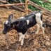 Jk-Yeko 🐄🐓🐖🐐 (@yekokabuye) Twitter profile photo Jk-Yeko 🐄🐓🐖🐐 (@yekokabuye) Twitter profile photo