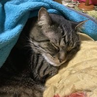 アルト (@alt_mikage) 's Twitter Profile